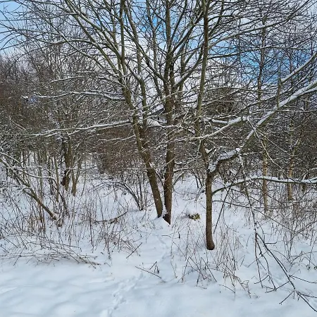 Rakké Kiefernweg * Winterberg